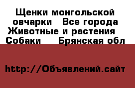 Щенки монгольской овчарки - Все города Животные и растения » Собаки   . Брянская обл.